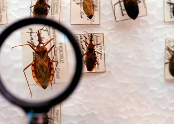 Mal de Chagas, Tripanossomíase Americana