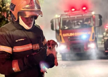 fogo, queimadura, incendiário, bombeiro-voluntário, brigada-de-bombeiros, salvar, resgatar, cachorro, filhote, animais-de-estrada;