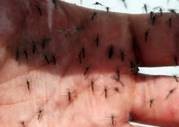 prevenção da dengue, combate a dengue, campanhas contra a dengue