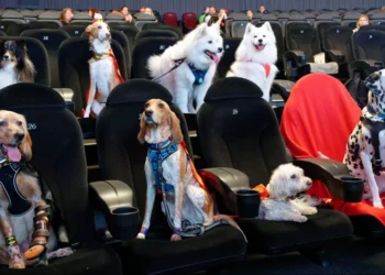 Dogs, no, Movies;