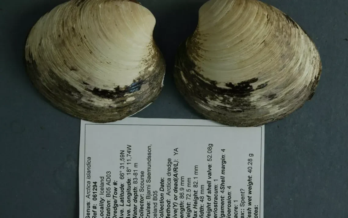 bivalve, mollusk;