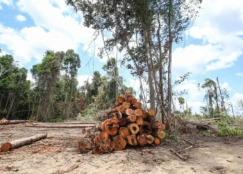 desflorestamento, devastação, destruição;