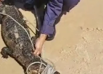 animal, resgatado, salvamento, presença, localização, pequeno, aligator, caiman;