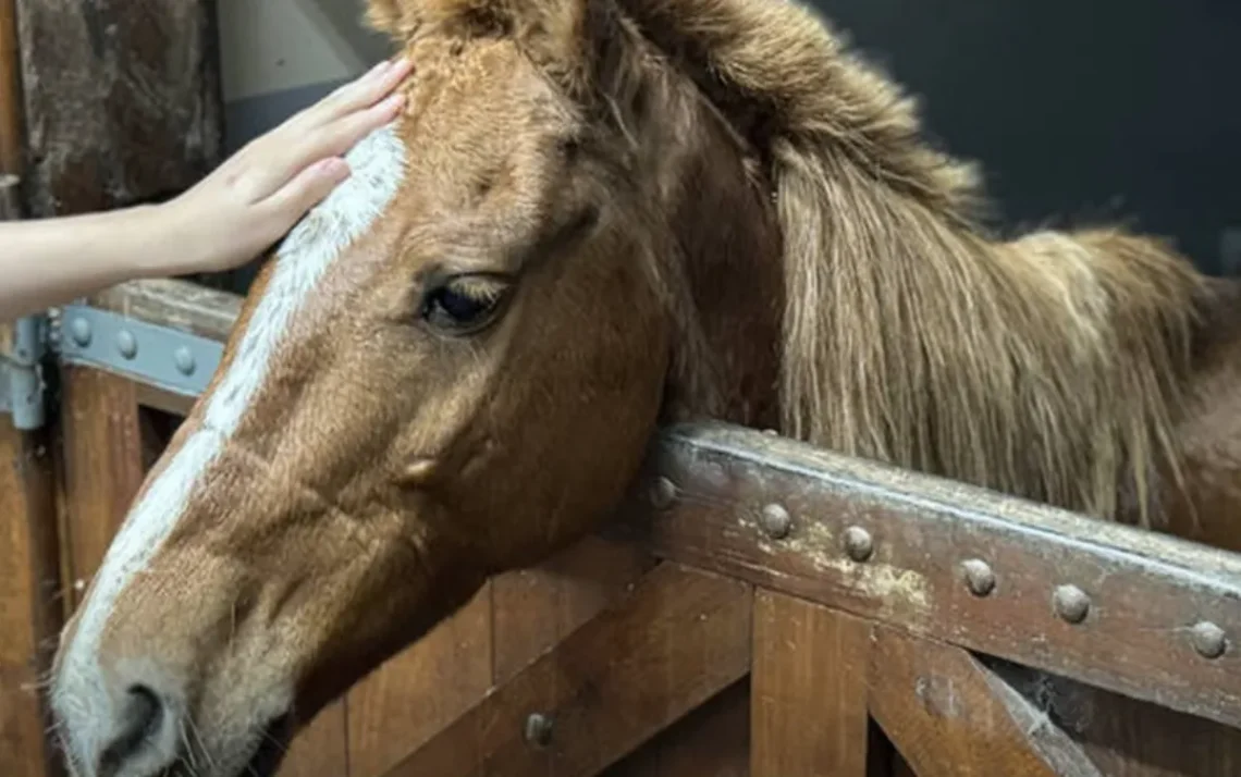 equinos, animais, rescuidados;