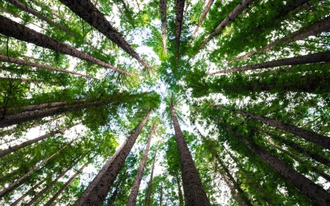 reflorestamento, sustentável, plantio, de árvores, restauração, florestal;